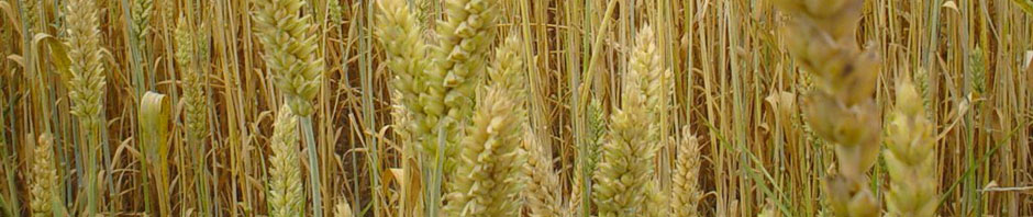 ПрАТ "АГРО РЕСУРС"